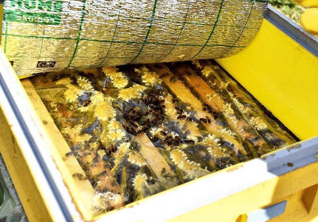 shutterstock_1786696019 4